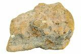 Polished Howardite Meteorite Section ( g) - Bechar #286919-1